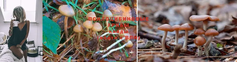 Галлюциногенные грибы MAGIC MUSHROOMS  Белёв 